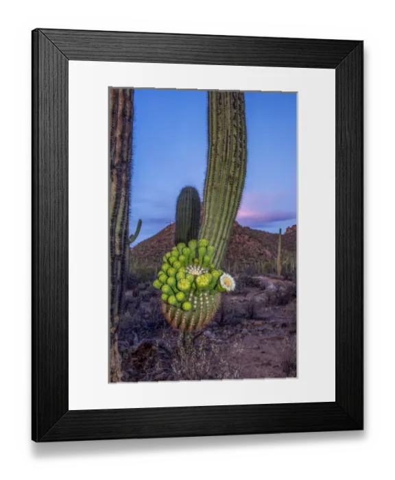 Framed Print : USA, Arizona, Tucson, Saguaro National Park (west) Framed Print : USA, Arizona, Tucson, Saguaro National Park (west)