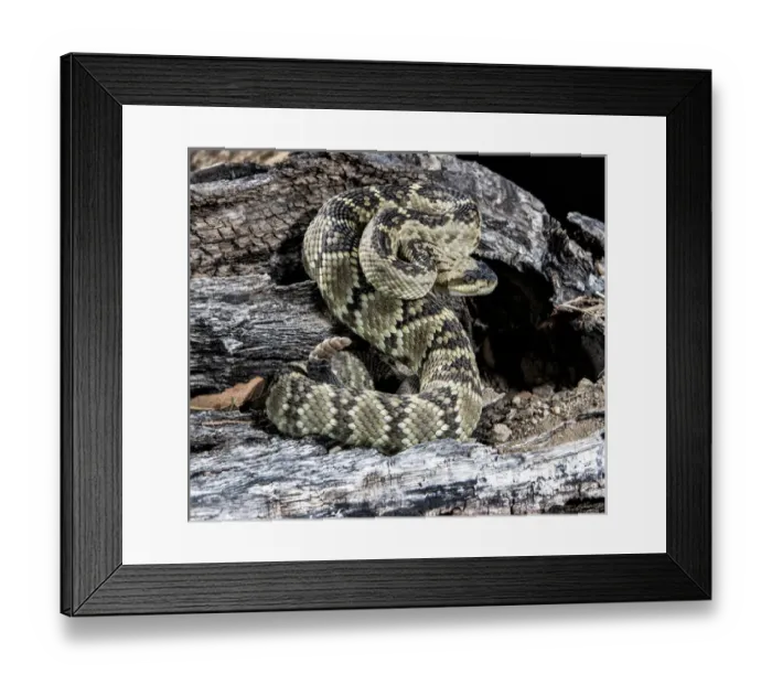 Framed Print : USA, Arizona, Madera Canyon. Black-tailed rattlesnake coiled Framed Print : USA, Arizona, Madera Canyon. Black-tailed rattlesnake coiled
