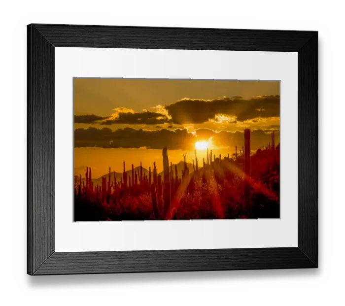 Framed Print : USA, Arizona, Tucson, Saguaro National Park (west)