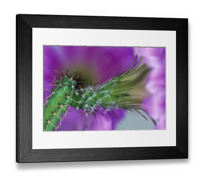 Framed Print : USA, Arizona. Cactus with blossom in spring Framed Print : USA, Arizona. Cactus with blossom in spring