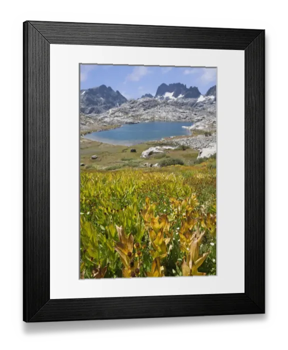 Framed Print : USA, California, Inyo National Forest. Field of fall flowers and Nydiver Lake. Credit as Framed Print : USA, California, Inyo National Forest. Field of fall flowers and Nydiver Lake. Credit as