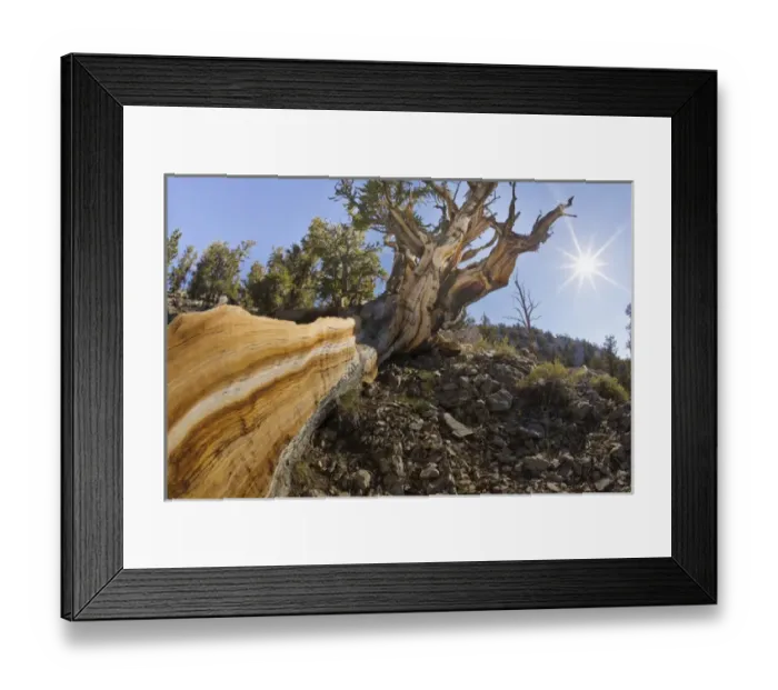 Framed Print : USA, California, Inyo National Forest. Bristlecone pine tree in Ancient Bristlecone Pine Forest