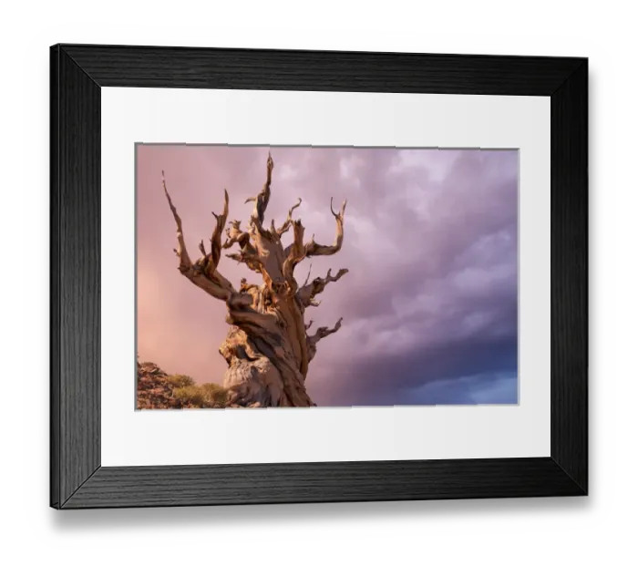 Framed Print : USA, California, Inyo National Forest. The Sentinel Tree in Ancient Bristlecone Pine Forest Framed Print : USA, California, Inyo National Forest. The Sentinel Tree in Ancient Bristlecone Pine Forest