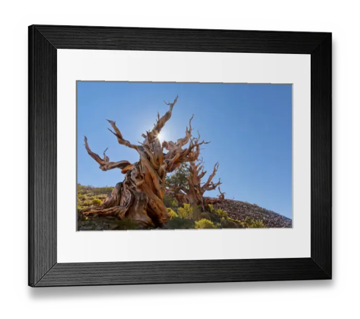Framed Print : USA, California, Inyo National Forest. The Sentinel Tree in Ancient Bristlecone Pine Forest Framed Print : USA, California, Inyo National Forest. The Sentinel Tree in Ancient Bristlecone Pine Forest