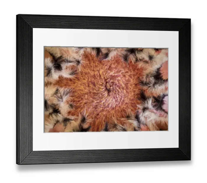 Framed Print : USA, Arizona, Tucson. Close-up of a Protea bloom Framed Print : USA, Arizona, Tucson. Close-up of a Protea bloom