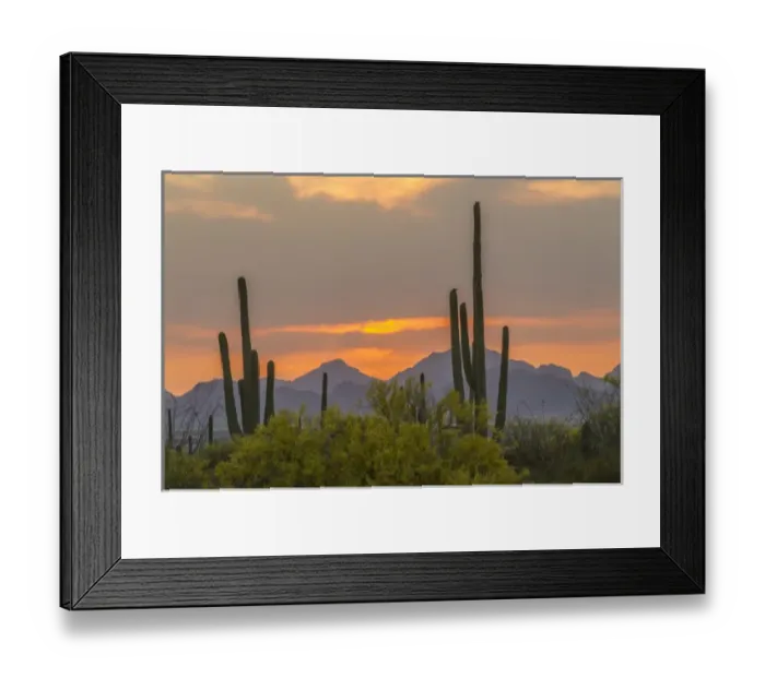 Framed Print : USA, Arizona, Saguaro National Park. Sunset on desert landscape Framed Print : USA, Arizona, Saguaro National Park. Sunset on desert landscape