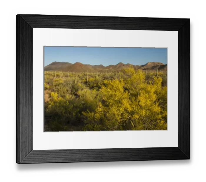 Framed Print : USA, Arizona, Saguaro National Park. Desert landscape Framed Print : USA, Arizona, Saguaro National Park. Desert landscape