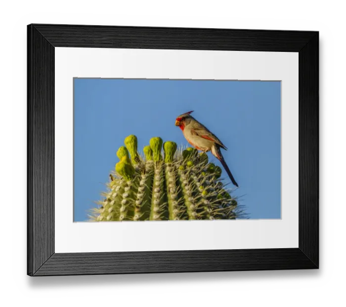 Framed Print : USA, Arizona, Sonoran Desert. Pyrrhuloxia on saguaro buds Framed Print : USA, Arizona, Sonoran Desert. Pyrrhuloxia on saguaro buds