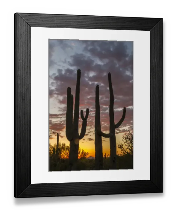 Framed Print : USA, Arizona, Saguaro National Park. Sunset on desert landscape