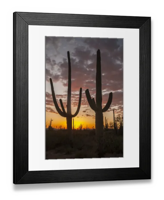 Framed Print : USA, Arizona, Saguaro National Park. Sunset on desert landscape Framed Print : USA, Arizona, Saguaro National Park. Sunset on desert landscape