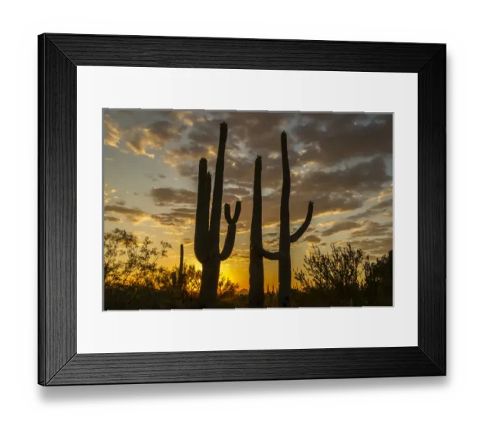 Framed Print : USA, Arizona, Saguaro National Park. Sunset on desert landscape Framed Print : USA, Arizona, Saguaro National Park. Sunset on desert landscape