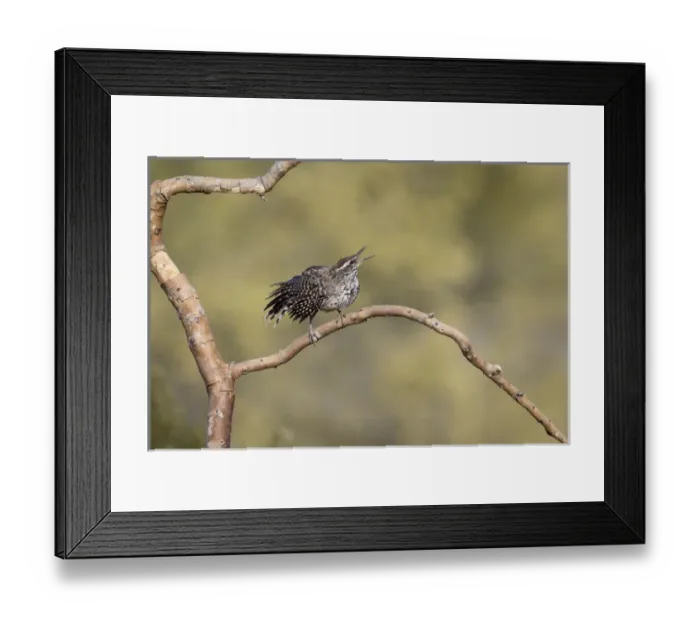 Framed Print : USA, Arizona, Buckeye. Singing cactus wren on branch Framed Print : USA, Arizona, Buckeye. Singing cactus wren on branch