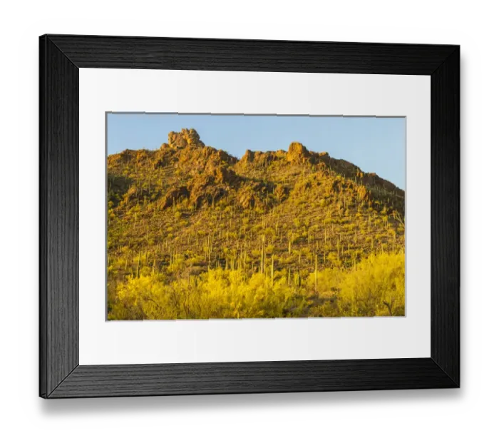 Framed Print : USA, Arizona, Sonoran Desert. Saguaro cactus and blooming palo verde trees. Credit as Framed Print : USA, Arizona, Sonoran Desert. Saguaro cactus and blooming palo verde trees. Credit as