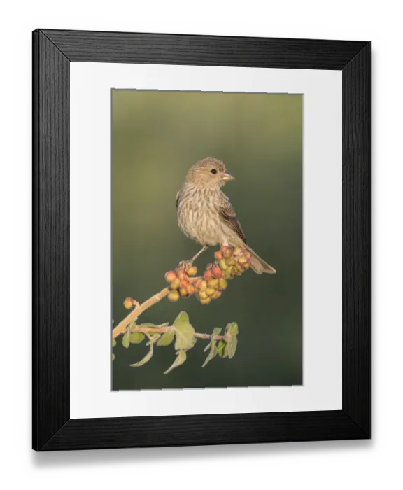 Framed Print : USA, Arizona, Amado. Female house finch perched on skunkbush berries