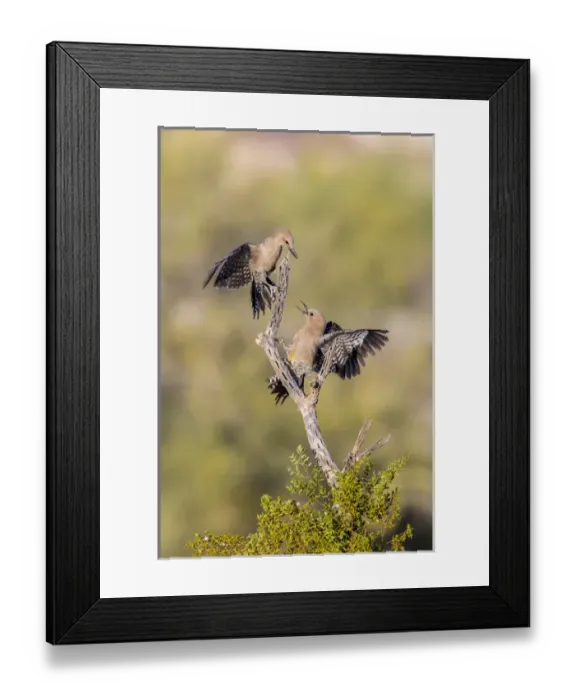 Framed Print : USA, Arizona, Buckeye. Pair of gila woodpeckers on cholla skeleton