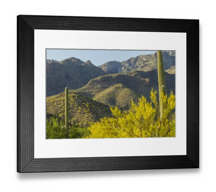 Framed Print : USA, Arizona, Coronado National Forest. Saguaro cactus and blooming palo verde trees Framed Print : USA, Arizona, Coronado National Forest. Saguaro cactus and blooming palo verde trees