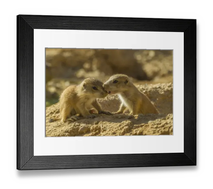 Framed Print : USA, Arizona, Arizona-Sonora Desert Museum. Black-tailed prairie dog pups greeting Framed Print : USA, Arizona, Arizona-Sonora Desert Museum. Black-tailed prairie dog pups greeting