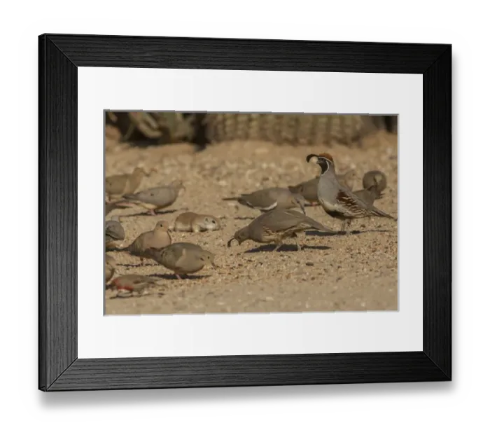 Framed Print : USA, Arizona, Sonoran Desert. Birds and round-tailed ground squirrel feeding. Credit as Framed Print : USA, Arizona, Sonoran Desert. Birds and round-tailed ground squirrel feeding. Credit as