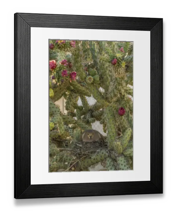 Framed Print : USA, Arizona, Sonoran Desert. Mourning dove with chick on nest Framed Print : USA, Arizona, Sonoran Desert. Mourning dove with chick on nest