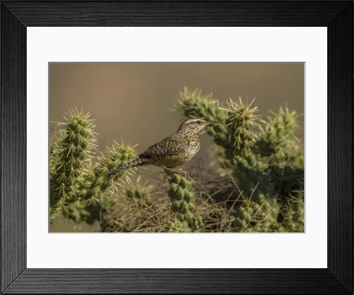 Framed Print : USA, Arizona, Sonoran Desert. Cactus wren on cholla cactus Framed Print : USA, Arizona, Sonoran Desert. Cactus wren on cholla cactus