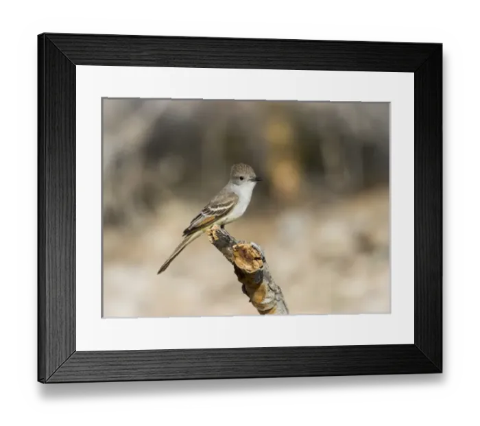 Framed Print : USA, Arizona, Buckeye. An ash-throated flycatcher on stump