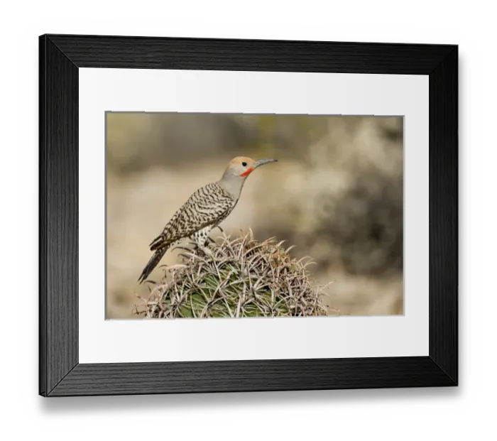Framed Print : USA, Arizona, Buckeye. Male gilded flicker on barrel cactus