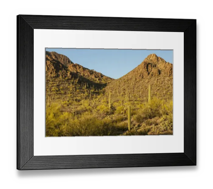 Framed Print : USA, Arizona, Sonoran Desert. Saguaro cactus and blooming palo verde trees. Credit as