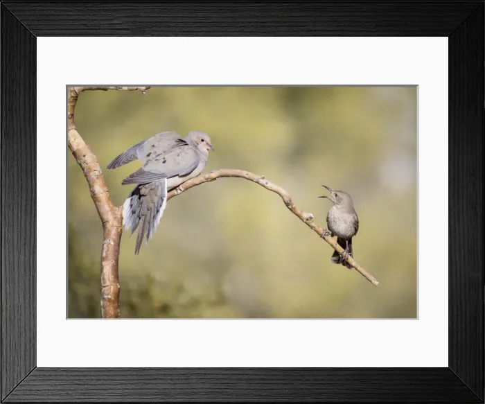 Framed Print : USA, Arizona, Buckeye. Curve-billed thrasher and mourning dove on branch. Credit as Framed Print : USA, Arizona, Buckeye. Curve-billed thrasher and mourning dove on branch. Credit as