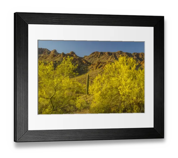 Framed Print : USA, Arizona, Sonoran Desert. Saguaro cactus and blooming palo verde trees. Credit as