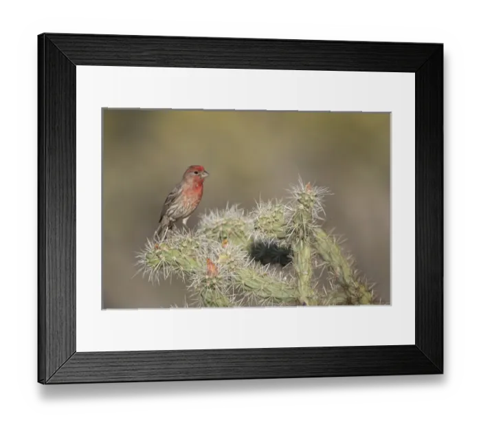 Framed Print : USA, Arizona, Buckeye. Male house finch on pencil cholla cactus Framed Print : USA, Arizona, Buckeye. Male house finch on pencil cholla cactus