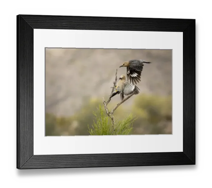 Framed Print : USA, Arizona, Buckeye. Pair of Gila woodpeckers landing on branch Framed Print : USA, Arizona, Buckeye. Pair of Gila woodpeckers landing on branch