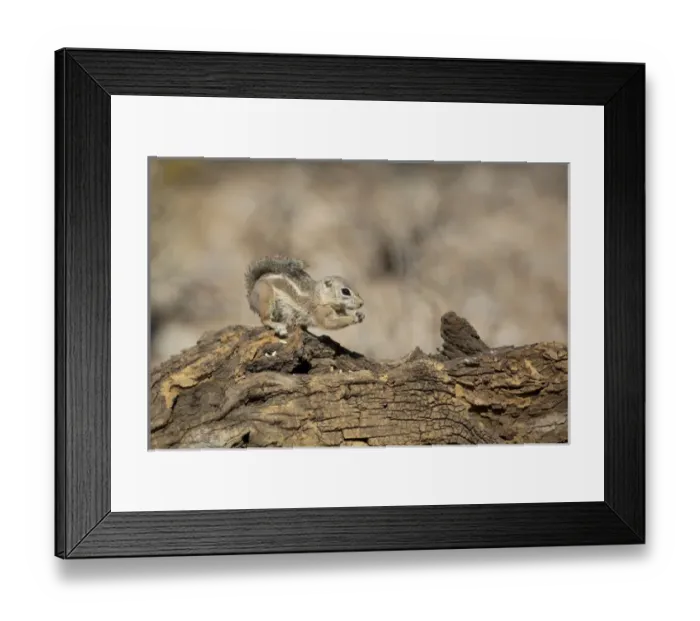 Framed Print : USA, Arizona, Buckeye. Harriss antelope squirrel on log Framed Print : USA, Arizona, Buckeye. Harriss antelope squirrel on log