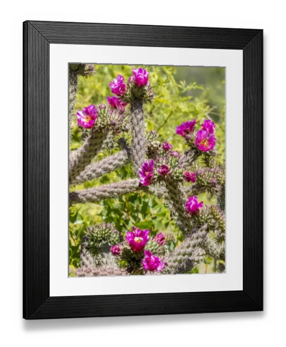 Framed Print : USA, Arizona, Portal. Blooming cactus. Fred Lord  /  Jaynes Gallery  /  DanitaDelimont