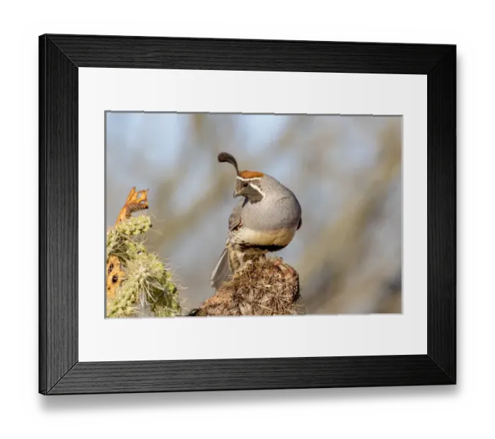Framed Print : USA, Arizona, Amado. Male Gambels quail close-up Framed Print : USA, Arizona, Amado. Male Gambels quail close-up