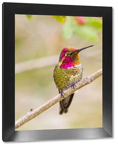 USA, Arizona, Lake Havasu City. Male Annas hummingbird displaying. Credit as