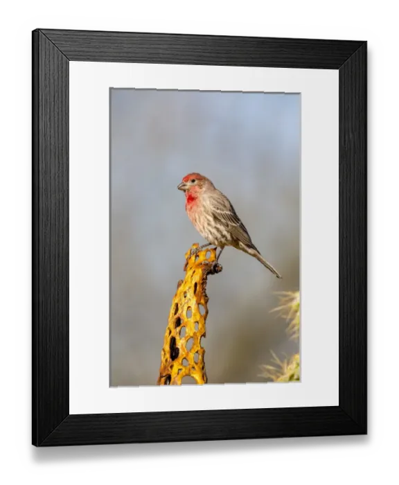Framed Print : USA, Arizona, Amado. Male house finch on perch