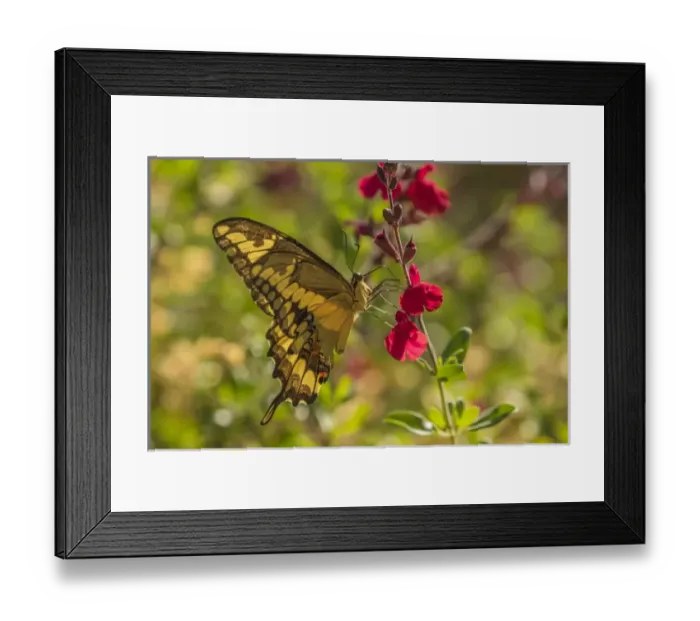 Framed Print : USA, Arizona, Sonoran Desert. Swallow-tailed butterfly on penstemmon flower. Credit as