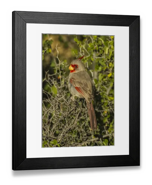 Framed Print : USA, Arizona, Sonoran Desert. Pyrrhyloxia bird close-up Framed Print : USA, Arizona, Sonoran Desert. Pyrrhyloxia bird close-up