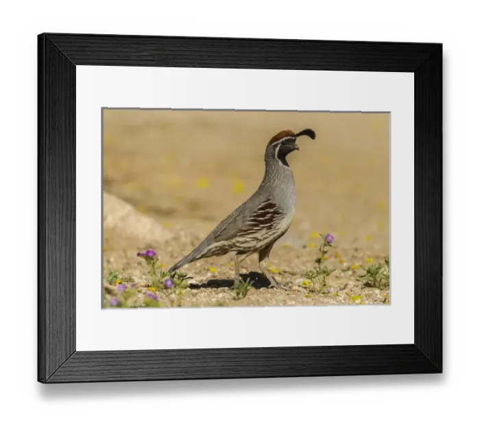 Framed Print : USA, Arizona, Sonoran Desert. Male Gambels quail Framed Print : USA, Arizona, Sonoran Desert. Male Gambels quail
