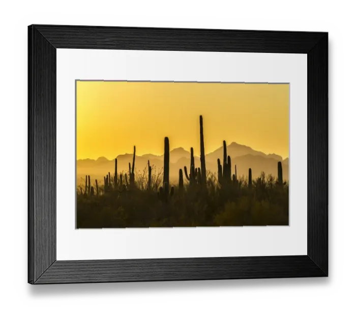 Framed Print : USA, Arizona, Saguaro National Park. Sonoran Desert at sunset Framed Print : USA, Arizona, Saguaro National Park. Sonoran Desert at sunset