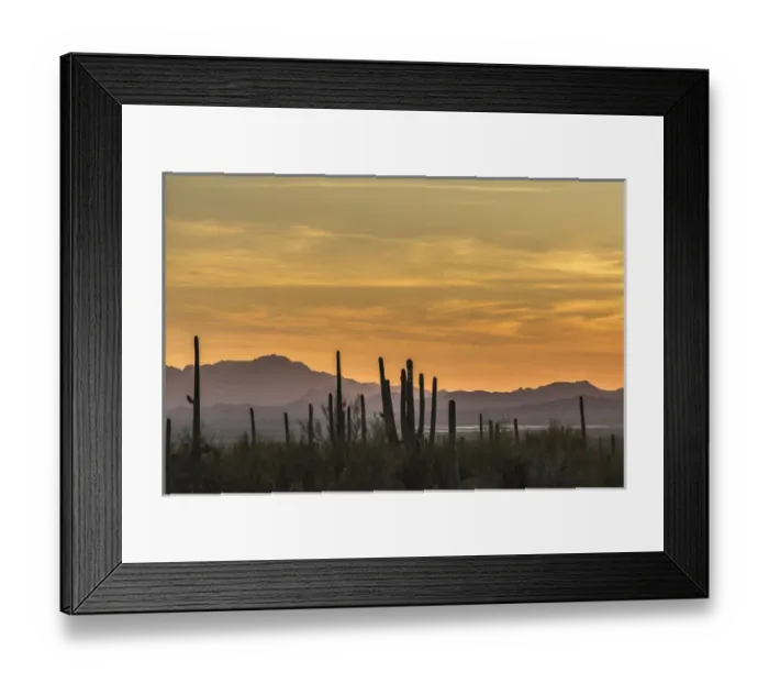 Framed Print : USA, Arizona, Tucson Mountain Park. Sonoran Desert at sunset Framed Print : USA, Arizona, Tucson Mountain Park. Sonoran Desert at sunset