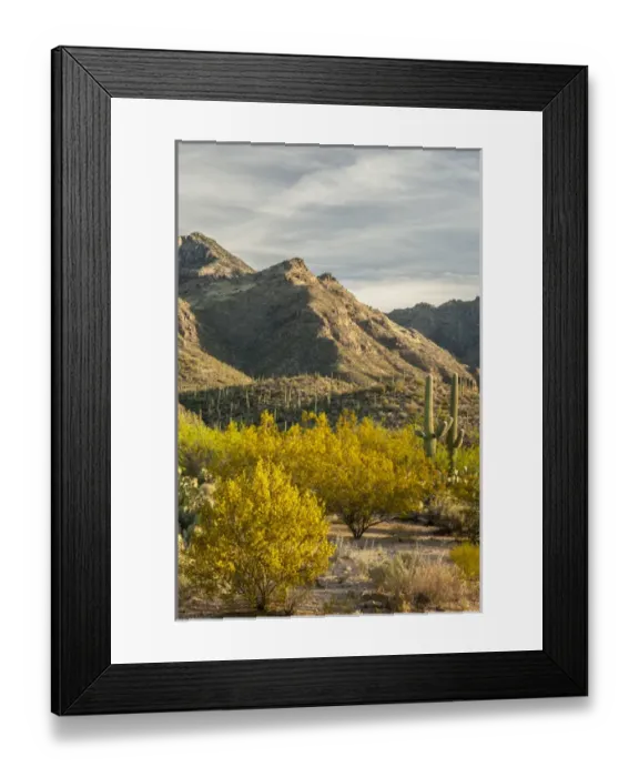 Framed Print : USA, Arizona, Sabino Canyon Recreation Area. Blooming palo verde trees and saguaro cacti