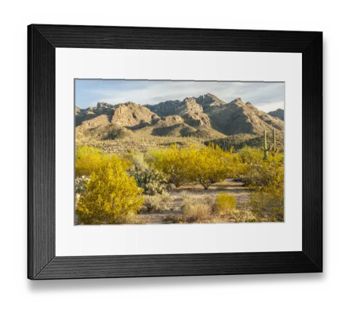 Framed Print : USA, Arizona, Sabino Canyon Recreation Area. Blooming palo verde trees and saguaro cacti Framed Print : USA, Arizona, Sabino Canyon Recreation Area. Blooming palo verde trees and saguaro cacti