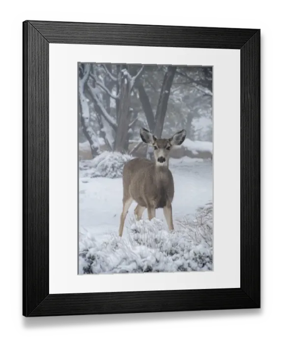 Framed Print : USA, Arizona, Grand Canyon National Park