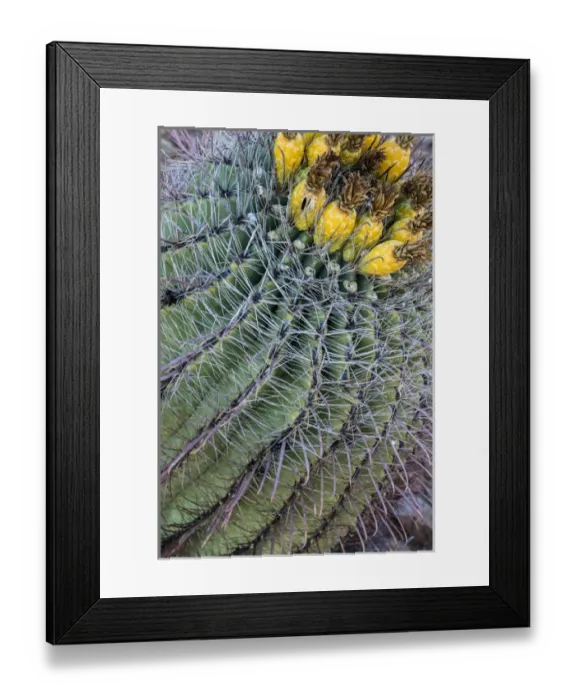 Framed Print : Barrel cactus with fruit in spring at Saguaro National Park in Tucson, Arizona, USA Framed Print : Barrel cactus with fruit in spring at Saguaro National Park in Tucson, Arizona, USA