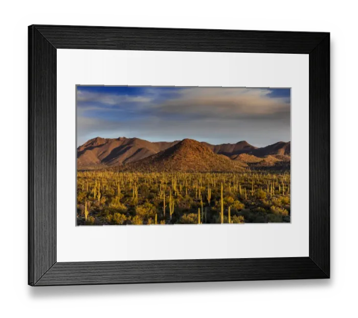 Framed Print : Saguaro cactus dominate the landscape at Saguaro National Park in Tucson, Arizona, USA Framed Print : Saguaro cactus dominate the landscape at Saguaro National Park in Tucson, Arizona, USA