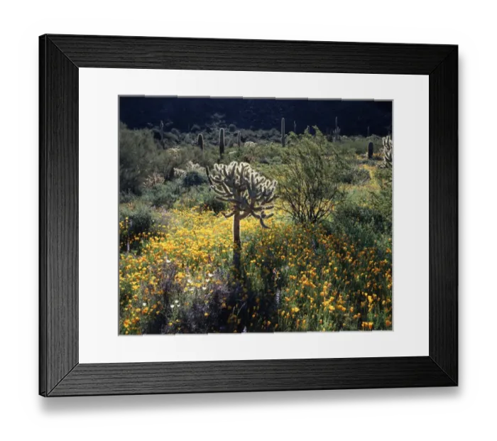 Framed Print : CTF-1053. Organ Pipe Cactus National Monument, California Poppy (Eschscholzia California) Framed Print : CTF-1053. Organ Pipe Cactus National Monument, California Poppy (Eschscholzia California)