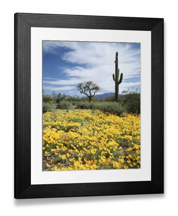 Framed Print : CTF-0470. Organ Pipe Cactus National Monument, California Poppy (Eschscholzia California) Framed Print : CTF-0470. Organ Pipe Cactus National Monument, California Poppy (Eschscholzia California)