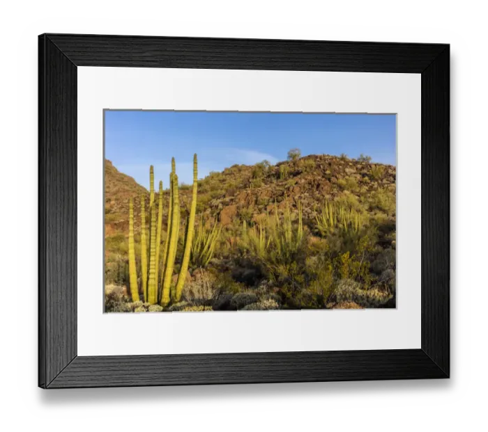 Framed Print : Organ Pipe cactus in Organ Pipe National Monument, Arizona, USA Framed Print : Organ Pipe cactus in Organ Pipe National Monument, Arizona, USA