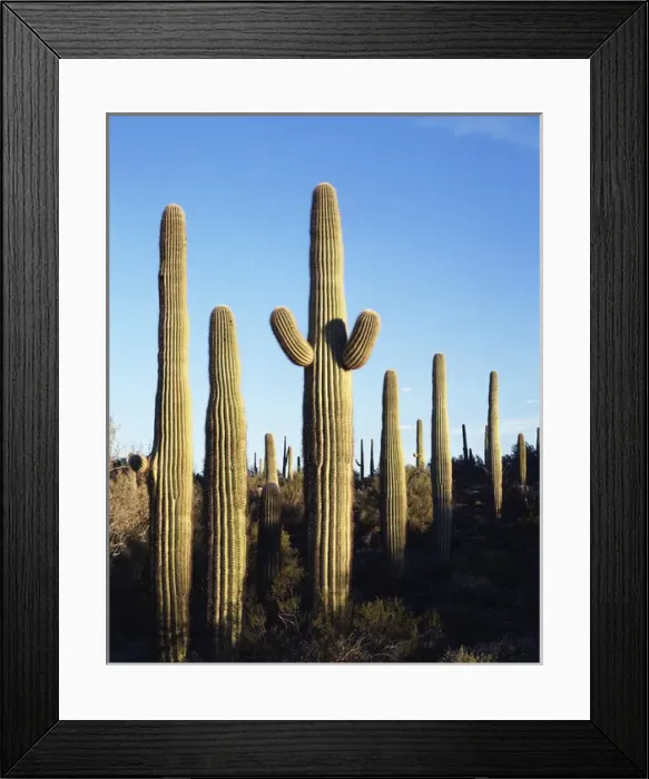 Framed Print : CTF-0846. Saguaro Cactus (Carnegiea gigantea) in the Sonoran Desert Framed Print : CTF-0846. Saguaro Cactus (Carnegiea gigantea) in the Sonoran Desert
